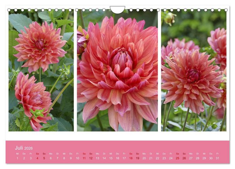 Produktbild: Dahlien-Triplets (Wandkalender 2026 DIN A4 quer), CALVENDO Monatskalender