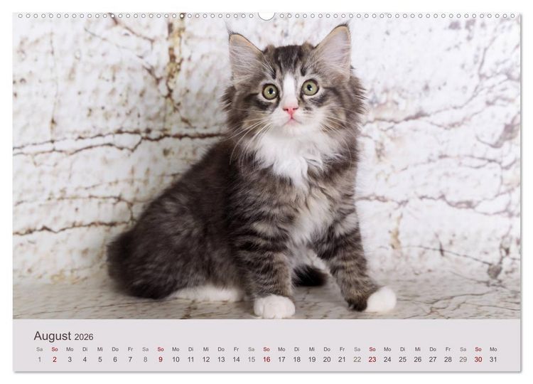 Produktbild: Verspielte Ragdolls - Sanfte Katzen in seidigem Haarkleid (Wandkalender 2026 DIN A2 quer), CALVENDO Monatskalender