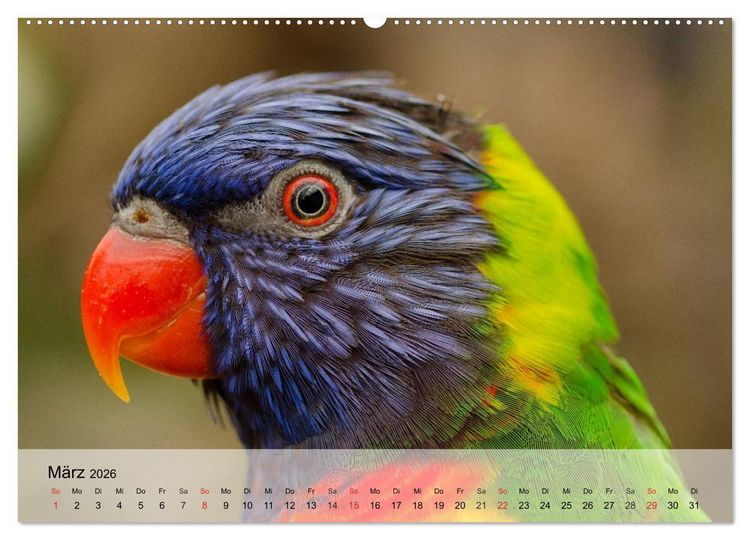 Produktbild: Regenbogen Papageien (hochwertiger Premium Wandkalender 2026 DIN A2 quer), Kunstdruck in Hochglanz