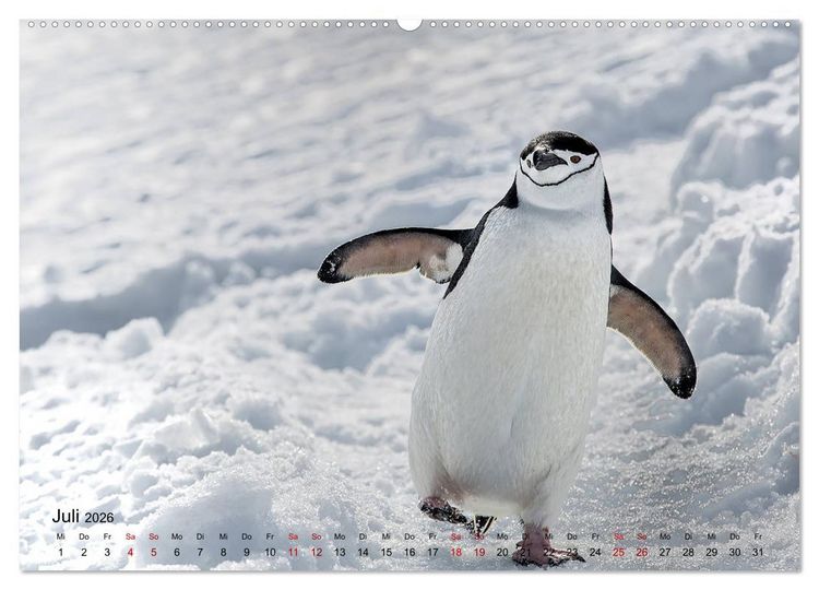 Produktbild: Antarktis, die eisige Heimat der Pinguine (hochwertiger Premium Wandkalender 2026 DIN A2 quer), Kunstdruck in Hochglanz