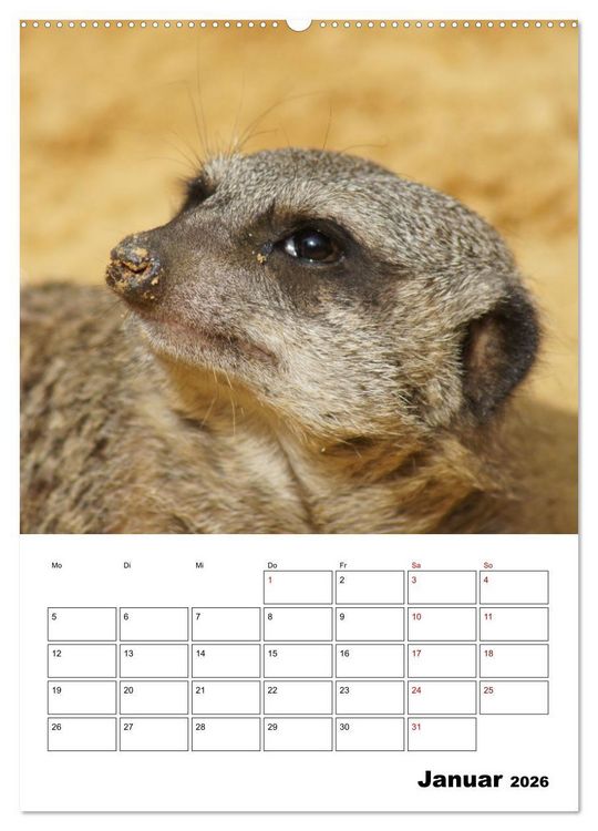 Produktbild: Niedliche Erdm&auml;nnchen (Wandkalender 2026 DIN A2 hoch), CALVENDO Monatskalender