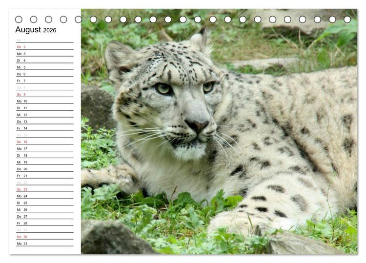 Produktbild: Der Schneeleopard (Tischkalender 2026 DIN A5 quer), CALVENDO Monatskalender