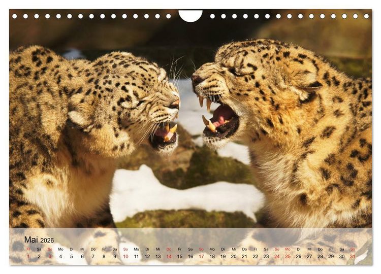Produktbild: Leoparden. Elegante J&auml;ger (Wandkalender 2026 DIN A4 quer), CALVENDO Monatskalender