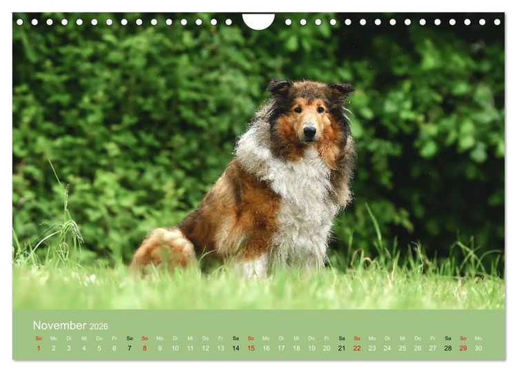 Produktbild: Collies - charmante Herzensbrecher (Wandkalender 2026 DIN A4 quer), CALVENDO Monatskalender
