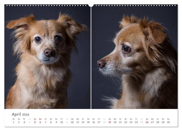 Produktbild: charakterstarke Hunde, wundersch&ouml;ne Hundeportraits (Wandkalender 2026 DIN A2 quer), CALVENDO Monatskalender