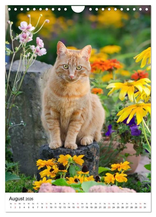 Produktbild: COUNTRY CATS (Wandkalender 2026 DIN A4 hoch), CALVENDO Monatskalender