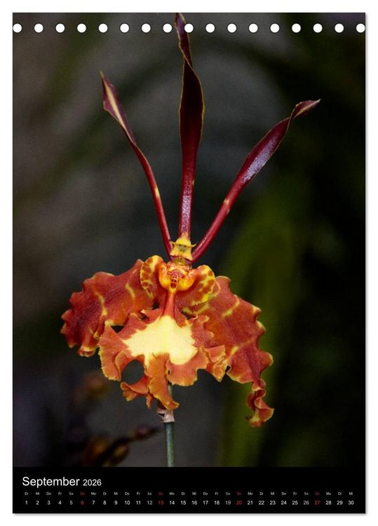 Produktbild: Faszination Orchideen (Tischkalender 2026 DIN A5 hoch), CALVENDO Monatskalender