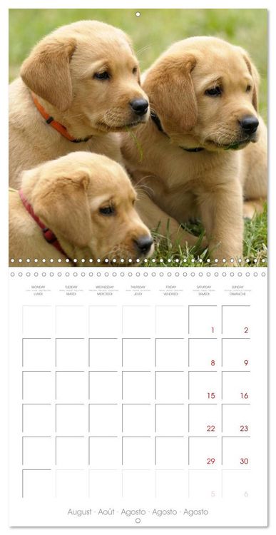 Produktbild: Labrador Retriever Puppies (Wall Calendar 2026 12 &times; 12 Inch) CALVENDO 12 Month Wall Calendar