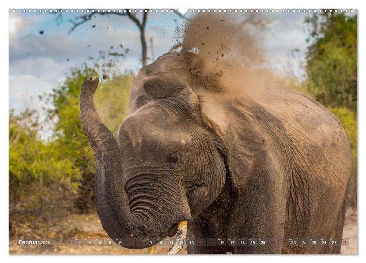 Produktbild: Elefanten in Afrika - Die mit den gro&szlig;en Ohren (hochwertiger Premium Wandkalender 2026 DIN A2 quer), Kunstdruck in Hochglanz