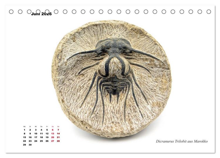 Produktbild: Fossilien - Ammoniten, Trilobiten, Erdgeschichte (Tischkalender 2026 DIN A5 quer), CALVENDO Monatskalender