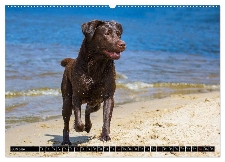 Produktbild: Labrador Retriever - ein Herz auf 4 Pfoten (hochwertiger Premium Wandkalender 2026 DIN A2 quer), Kunstdruck in Hochglanz