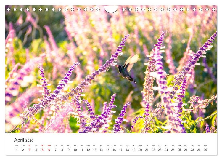 Produktbild: Kolibris - wahre Luftakrobaten (Wandkalender 2026 DIN A4 quer), CALVENDO Monatskalender