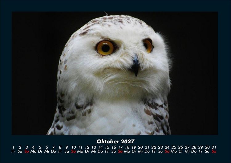 Produktbild: Welt der V&ouml;gel 2027 Fotokalender DIN A4