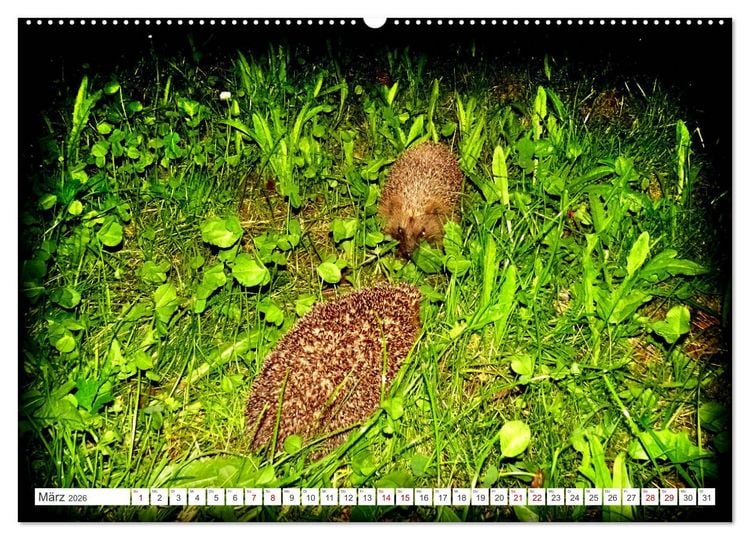 Produktbild: Mein Haus-Igel (hochwertiger Premium Wandkalender 2026 DIN A2 quer), Kunstdruck in Hochglanz