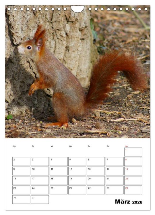 Produktbild: Niedliche Eichh&ouml;rnchen (Wandkalender 2026 DIN A4 hoch), CALVENDO Monatskalender