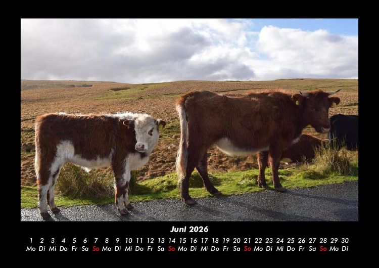 Produktbild: Kuhkalender 2026 Fotokalender DIN A3