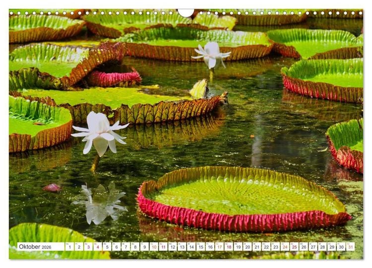 Produktbild: Mauritius - Sch&ouml;nheit im Indischen Ozean (Wandkalender 2026 DIN A3 quer), CALVENDO Monatskalender
