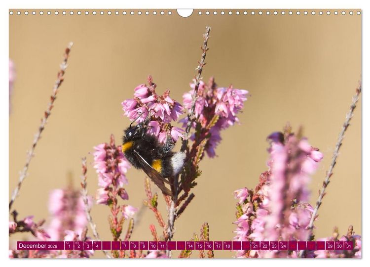 Produktbild: Just lovely - the power of pink heather blossom beauty (Wall Calendar 2026 DIN A3 landscape), CALVENDO 12 Month Wall Calendar