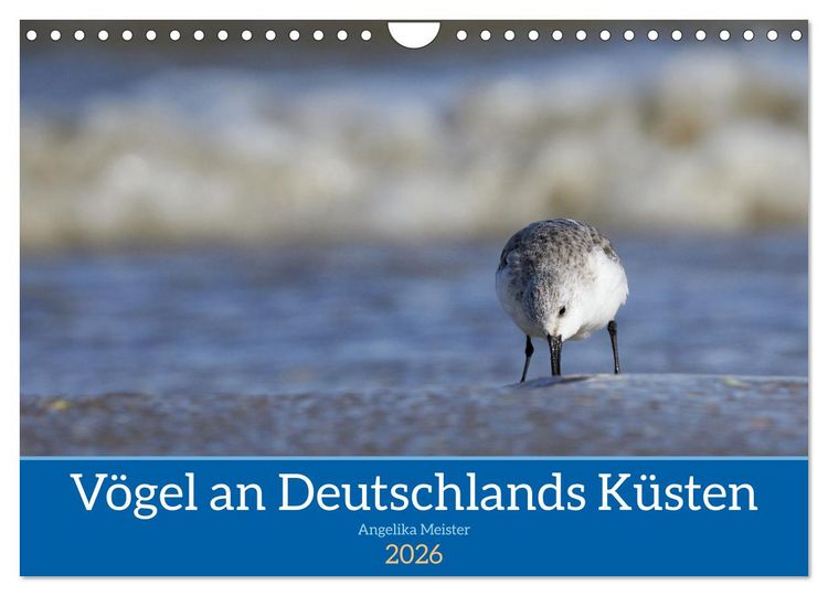 Produktbild: V&ouml;gel an Deutschlands K&uuml;sten (Wandkalender 2026 DIN A4 quer), CALVENDO Monatskalender