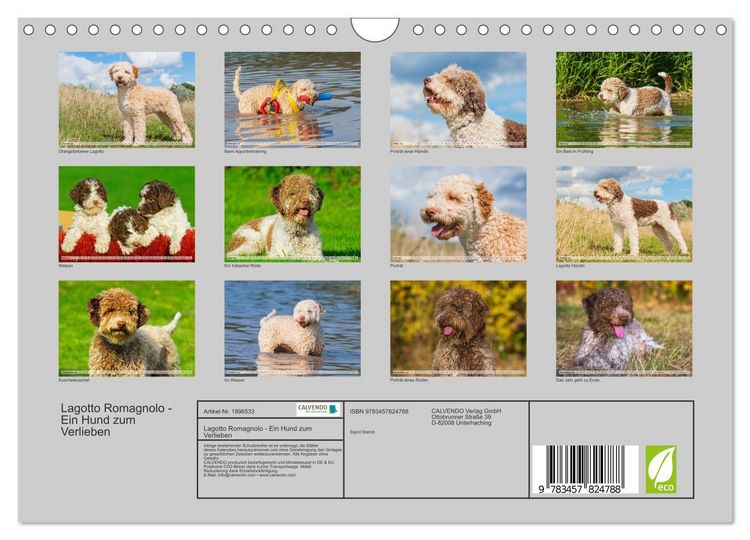 Produktbild: Lagotto Romagnolo - Ein Hund zum Verlieben (Wandkalender 2026 DIN A4 quer), CALVENDO Monatskalender