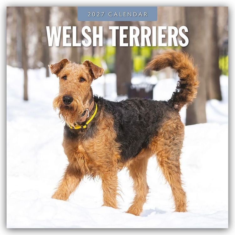 Produktbild: Welsh Terriers &ndash; Welsh Terrier 2027 &ndash; 16-Monatskalender