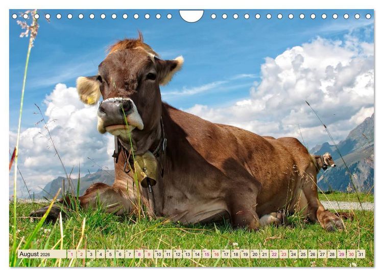 Produktbild: Berg-K&uuml;he, Natur pur - unser sch&ouml;nster Urlaub (Wandkalender 2026 DIN A4 quer), CALVENDO Monatskalender