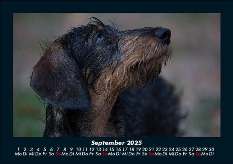 Produktbild: Haustierkalender 2025 Fotokalender DIN A5