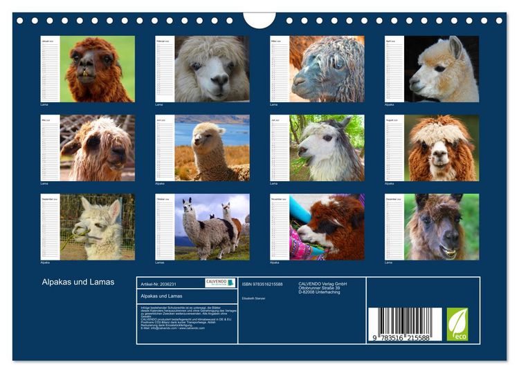 Produktbild: Alpakas und Lamas (Wandkalender 2026 DIN A4 quer), CALVENDO Monatskalender