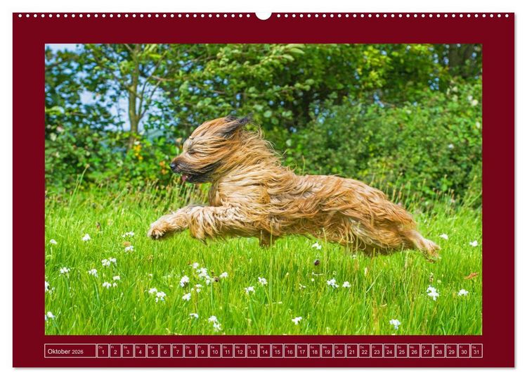 Produktbild: Herz auf vier Pfoten - Briard (Wandkalender 2026 DIN A2 quer), CALVENDO Monatskalender
