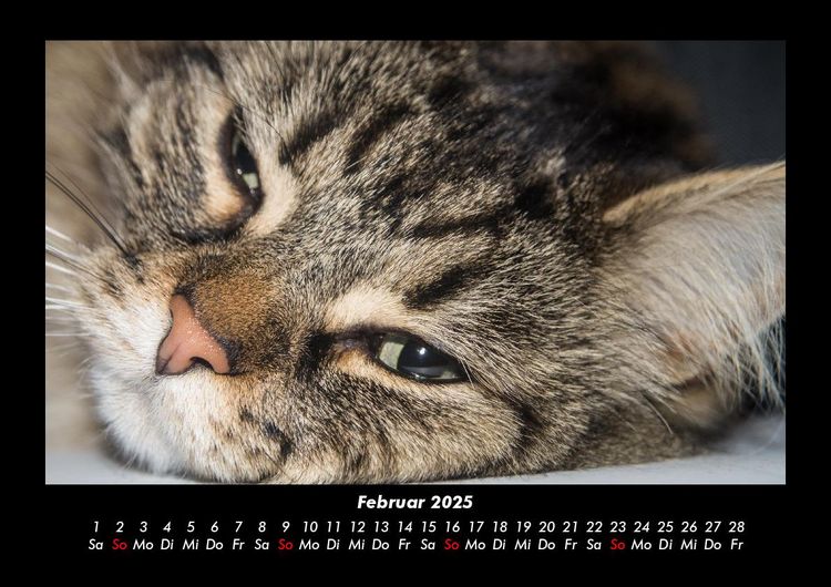 Produktbild: F&uuml;r Katzenfreunde 2025 Fotokalender DIN A3