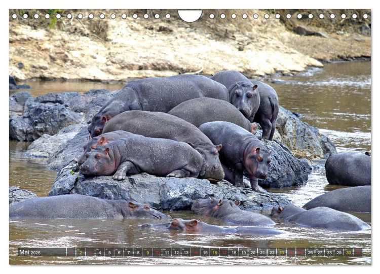 Produktbild: Hippos - Begegnungen in Afrika (Wandkalender 2026 DIN A4 quer), CALVENDO Monatskalender