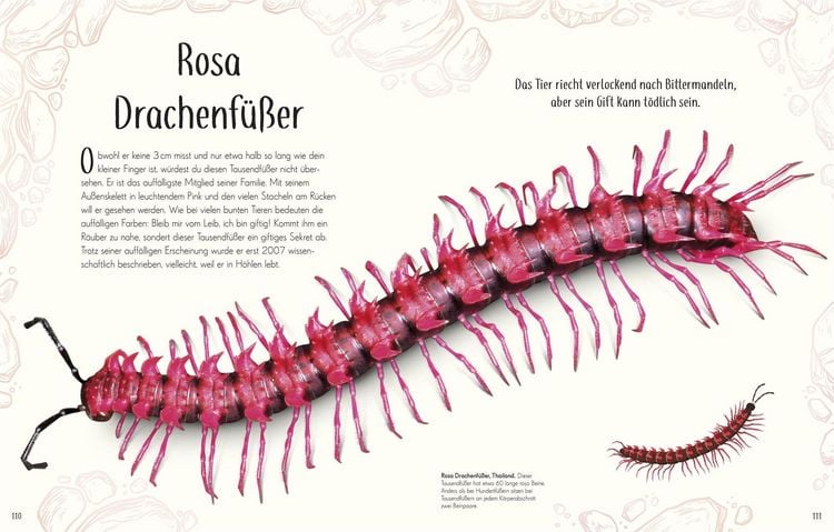 Produktbild: Wundervolle Welt der Insekten und Spinnentiere
