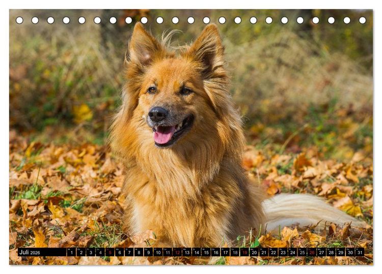 Produktbild: Altdeutsche H&uuml;tehunde - Fast vergessen (Tischkalender 2026 DIN A5 quer), CALVENDO Monatskalender