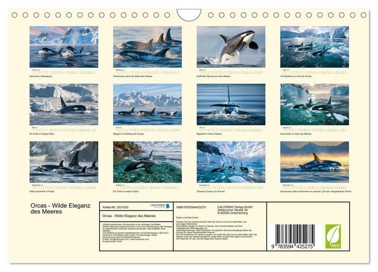 Produktbild: Orcas - Wilde Eleganz des Meeres (Wandkalender 2027 DIN A4 quer), CALVENDO Monatskalender