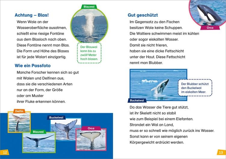 Produktbild: WAS IST WAS Erstes Lesen Band 1. Wale und Delfine