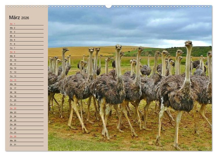 Produktbild: Vogel Strau&szlig;. Imposanter Riese und L&auml;ufer (hochwertiger Premium Wandkalender 2026 DIN A2 quer), Kunstdruck in Hochglanz
