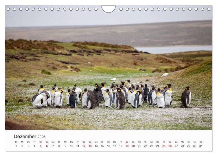 Produktbild: Pinguine - Die sympathischen Frack-Tr&auml;ger (Wandkalender 2026 DIN A4 quer), CALVENDO Monatskalender