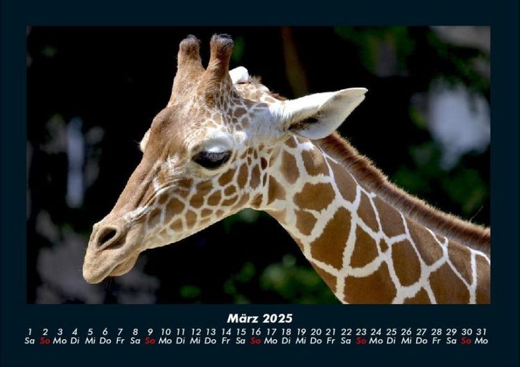 Produktbild: Giraffen 2025 Fotokalender DIN A4