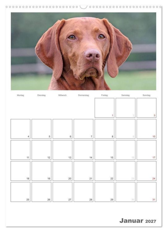 Produktbild: Magyar Vizsla (Wandkalender 2027 DIN A2 hoch), CALVENDO Monatskalender