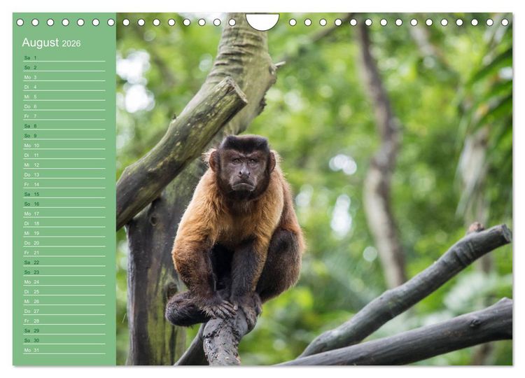 Produktbild: Die vielf&auml;ltige Welt der Affen (Wandkalender 2026 DIN A4 quer), CALVENDO Monatskalender