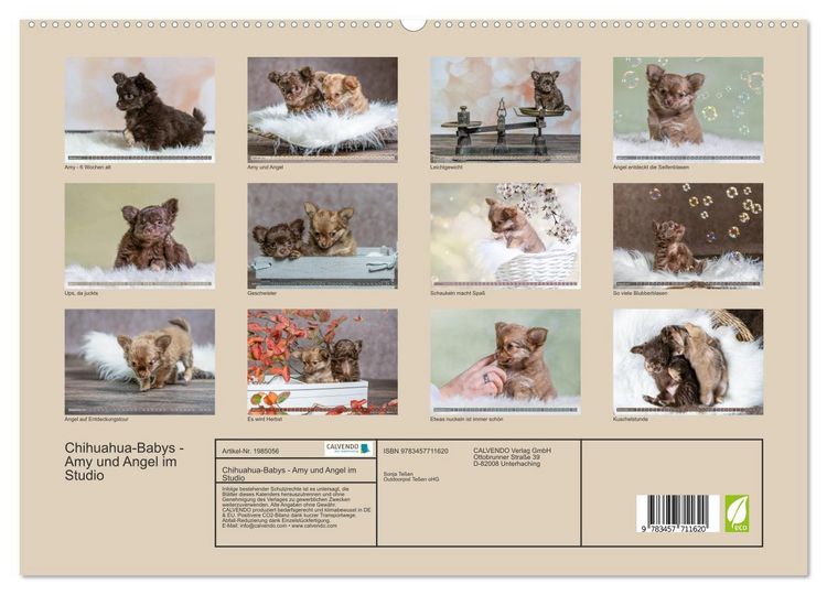 Produktbild: Chihuahua-Babys - Amy und Angel im Studio (hochwertiger Premium Wandkalender 2026 DIN A2 quer), Kunstdruck in Hochglanz