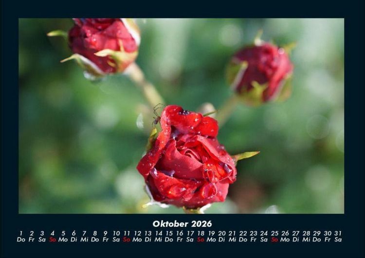 Produktbild: Rosen-Kalender 2026 Fotokalender DIN A4