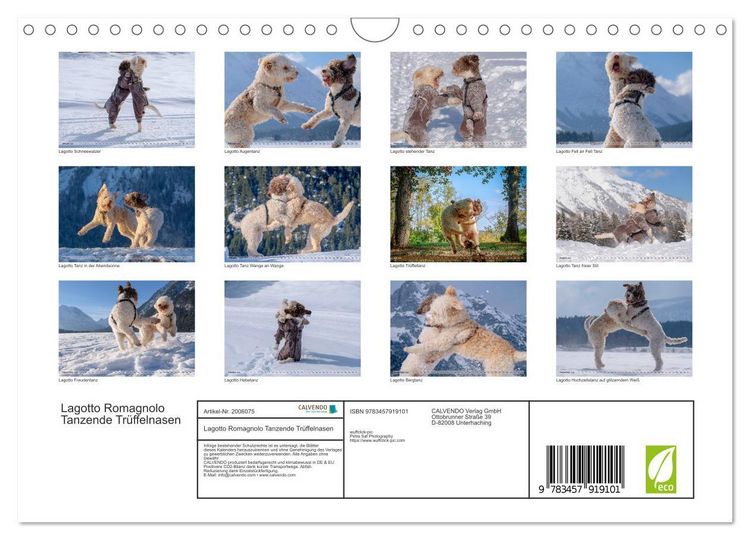 Produktbild: Lagotto Romagnolo Tanzende Tr&uuml;ffelnasen (Wandkalender 2026 DIN A4 quer), CALVENDO Monatskalender