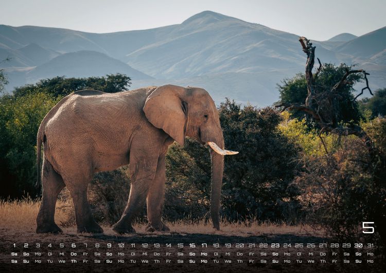 Produktbild: Elefanten - einzigartige Giganten - 2027 - Kalender DIN A2