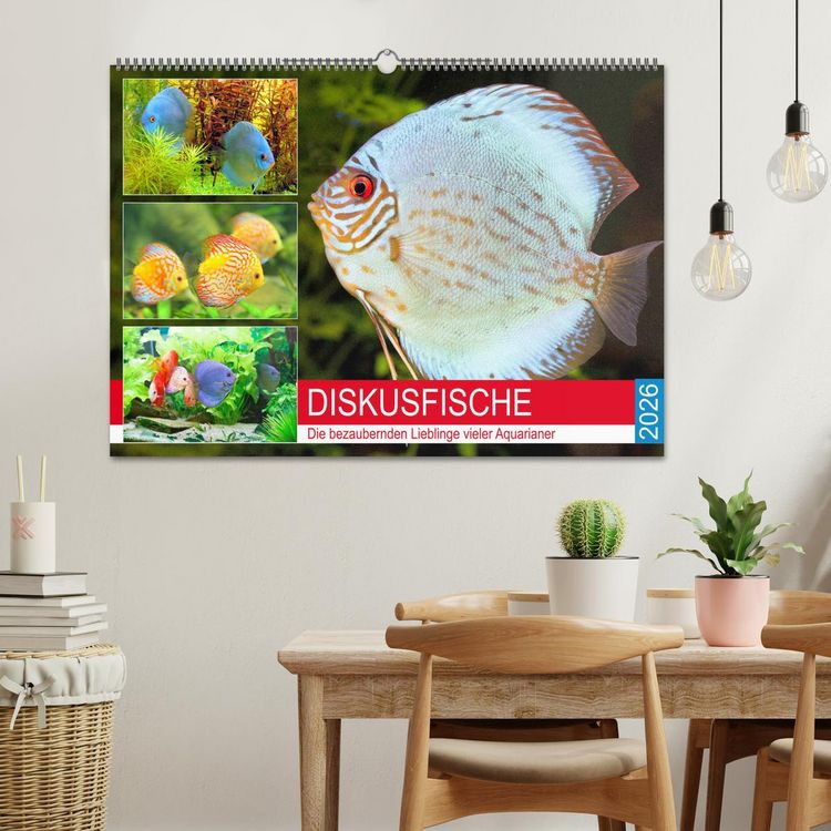 Produktbild: Diskusfische. Die bezaubernden Lieblinge vieler Aquarianer (Wandkalender 2026 DIN A2 quer), CALVENDO Monatskalender