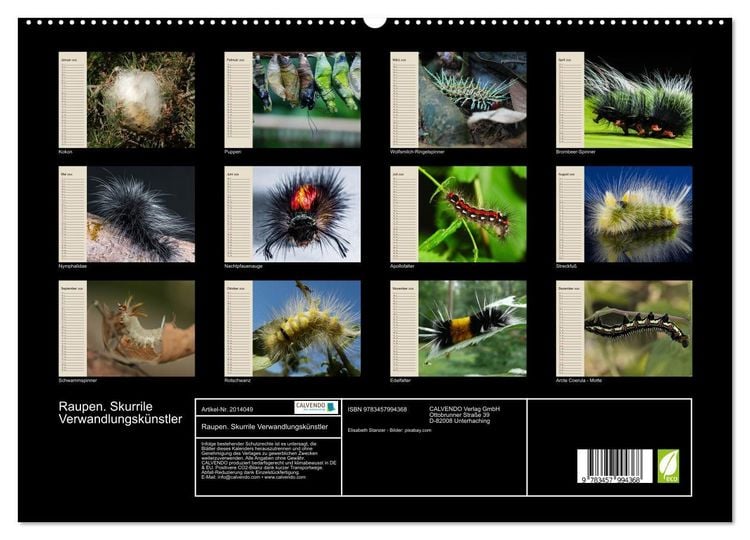 Produktbild: Raupen. Skurrile Verwandlungsk&uuml;nstler (hochwertiger Premium Wandkalender 2026 DIN A2 quer), Kunstdruck in Hochglanz