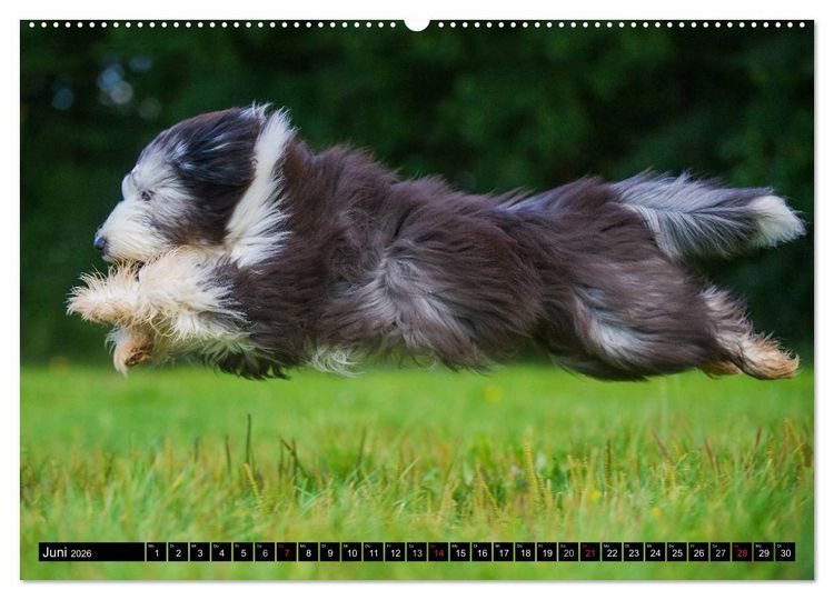 Produktbild: Liebenswerter Clown Bearded Collie (Wandkalender 2026 DIN A2 quer), CALVENDO Monatskalender
