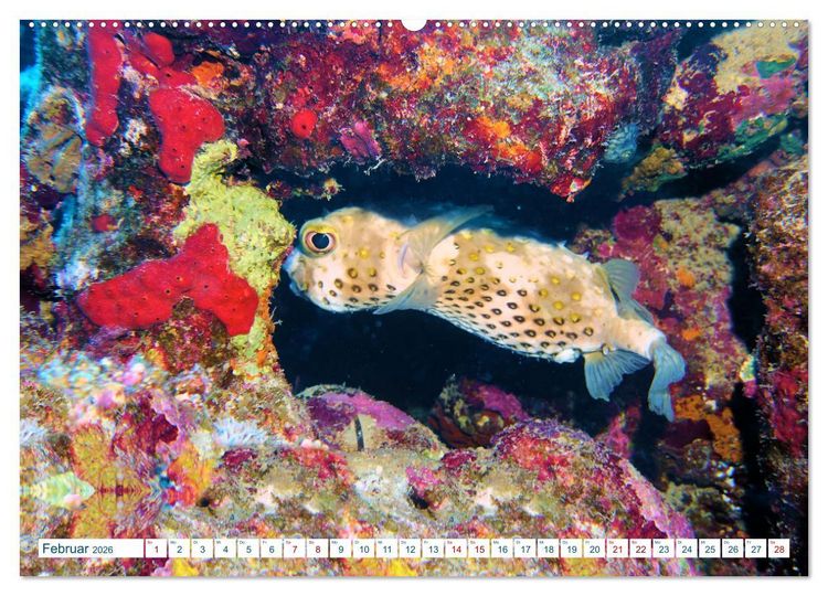 Produktbild: Geheimnisvolle Welt unter Wasser - Nachts am Riff (hochwertiger Premium Wandkalender 2026 DIN A2 quer), Kunstdruck in Hochglanz
