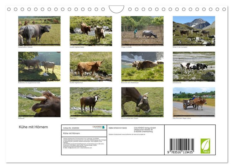Produktbild: K&uuml;he mit H&ouml;rnern (Wandkalender 2026 DIN A4 quer), CALVENDO Monatskalender
