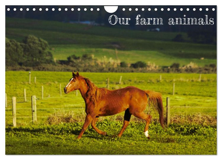 Produktbild: Our farm animals (Wall Calendar 2026 DIN A4 landscape), CALVENDO 12 Month Wall Calendar